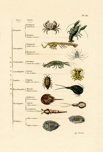 Crustáceos de French School